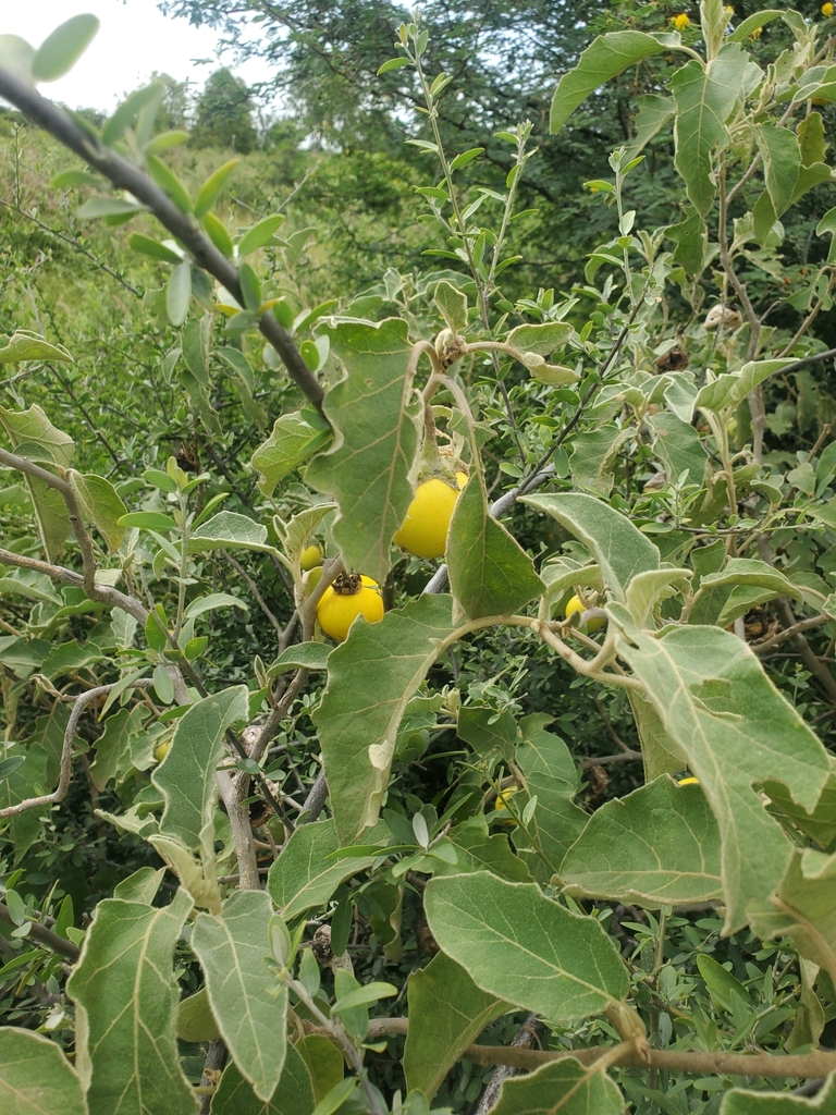 bitter tomato from Batagarawa, 820102, Katsina, Nigeria on September 20 ...