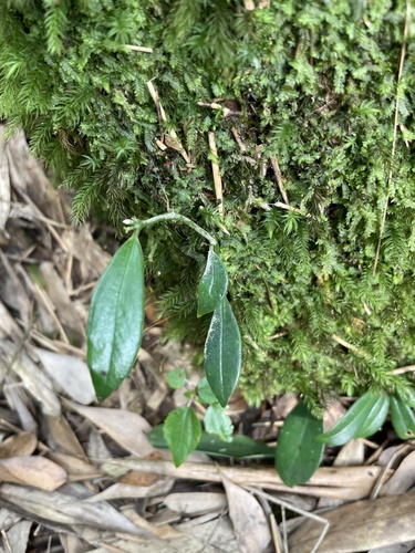 Aeschynanthus acuminatus iNat (3)