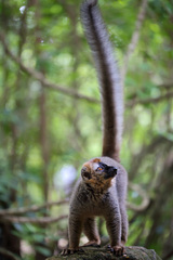 Eulemur rufifrons