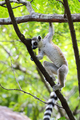 Lemur catta