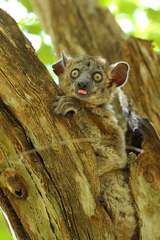 Lepilemur hubbardorum