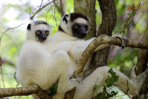 Verreaux's Sifaka
