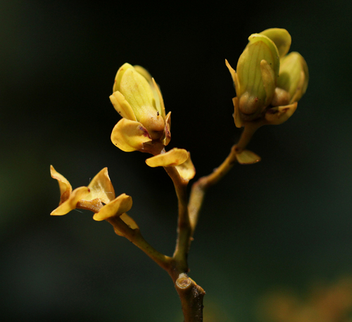 Erismadelphus exsul