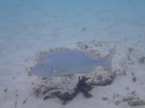 Spangled Emperor