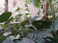 Cornutiplusia circumflexa