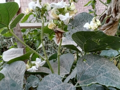 Cornutiplusia circumflexa