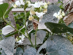 Cornutiplusia circumflexa