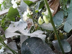 Cornutiplusia circumflexa