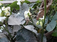 Cornutiplusia circumflexa