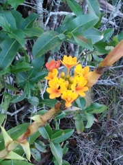 Epidendrum fulgens