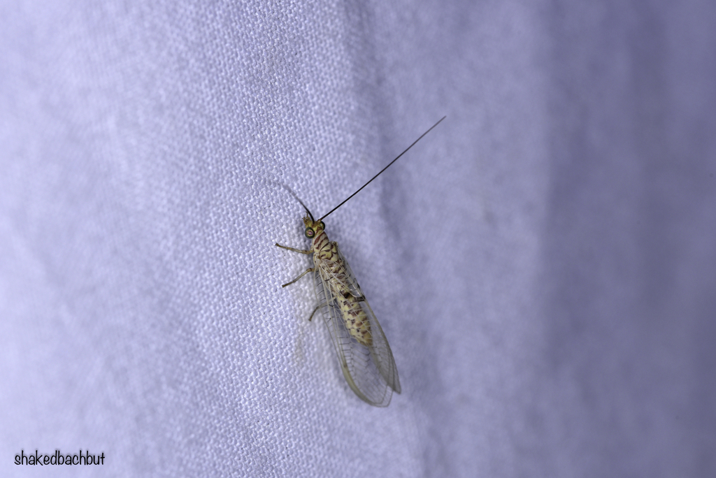 Italochrysa bimaculata