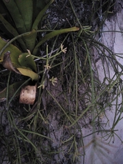 Rhipsalis teres