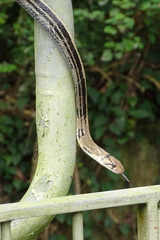 Coelognathus radiatus