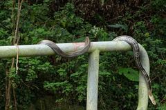 Coelognathus radiatus