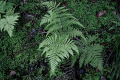 Ctenitis subglandulosa