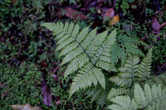 Ctenitis subglandulosa