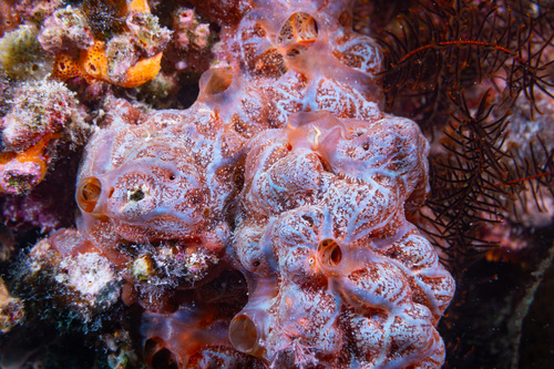 Echinochalina