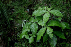 Chloranthus oldhamii
