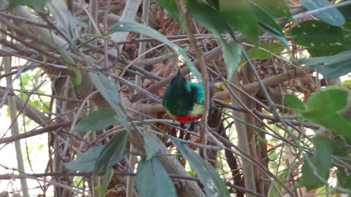 Gorgeous Sunbird (Cinnyris melanogastrus), photo 7