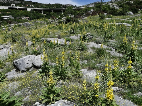 divozel sápovitý (Verbascum phlomoides)