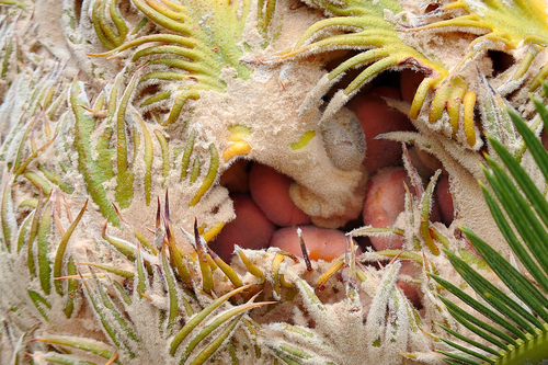 Cycas revoluta iNat (3)