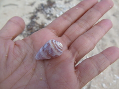Conus catus