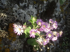 Pericallis echinata image