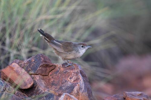 Spinifexbird (Poodytes carteri), photo 2