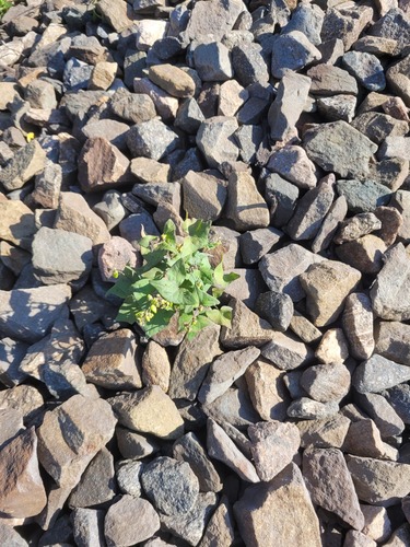 Fagopyrum tataricum, photograph 6