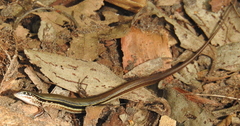 Ctenotus