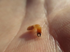 Kalotermes dispar