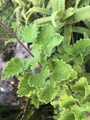 Coleus grandidentatus