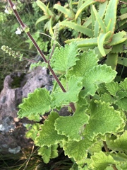 Coleus grandidentatus