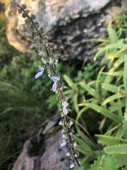 Coleus grandidentatus