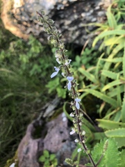 Coleus grandidentatus