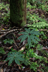 Paris polyphylla stenophylla