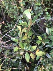 Maytenus acuminata