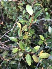 Maytenus acuminata