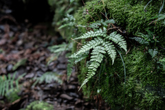 Arachniodes rhomboidea