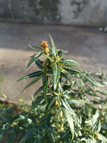 Xanthium spinosum iNat (2)