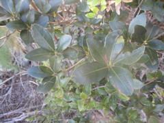Ilex canariensis