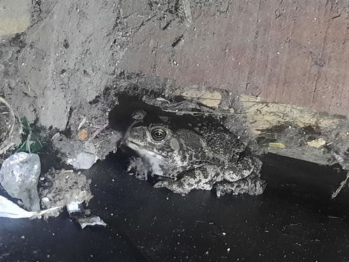 Asian Common Toad