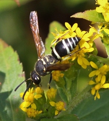 Ancistrocerus catskill