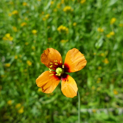 Papaver heterophyllum