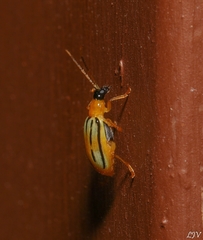 Diabrotica underwoodi