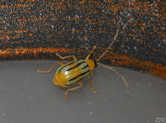 Diabrotica underwoodi