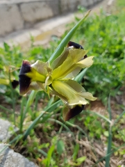 Iris tuberosa