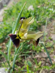 Iris tuberosa