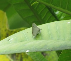 Hypolycaena philippus
