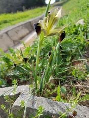 Iris tuberosa